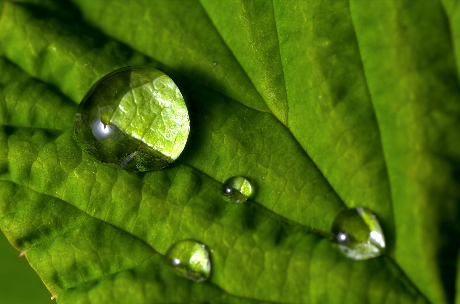Water droplets on a green leaf